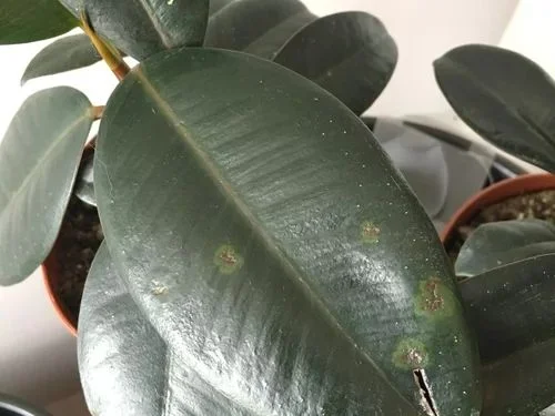 Natural Leaf Shedding and Rubber Plant Leaf Drop