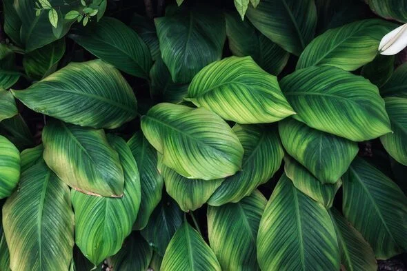 Preventing Peace Lily Leaves from Turning Yellow