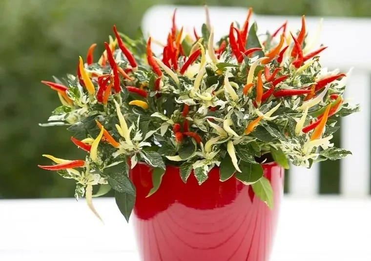 How to Use Decorative Peppers Safely in Cooking