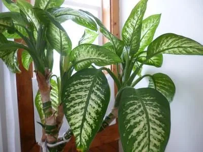 Benefits of Dieffenbachia Plant
