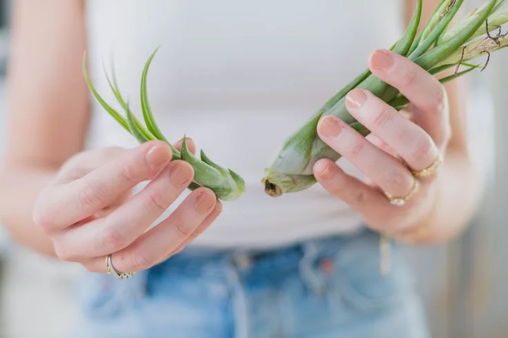 Propagation and Blooms