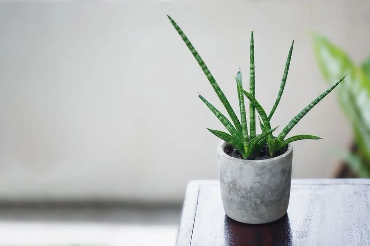 How to Care for Aloe Vera Plant