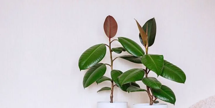 Effective Solutions for Rubber Plant Dropping Leaves