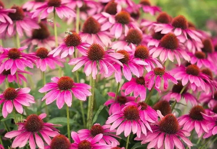 Why Choose Perennial Flowers That Bloom All Summer?