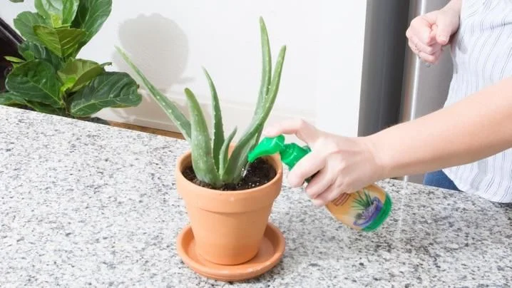Watering Tips for Growing Aloe Vera Indoors