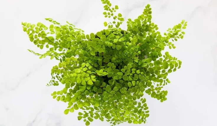 Watering Tips for Adiantum Fern Care