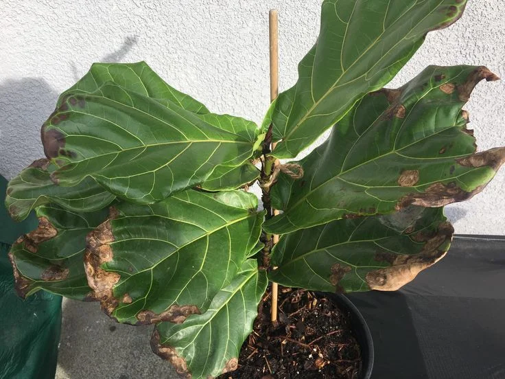 Why Is Your Fiddle Leaf Fig Dropping Leaves?