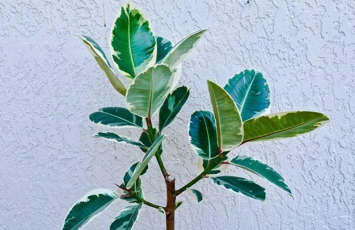 Common Causes of Rubber Tree Dropping Leaves