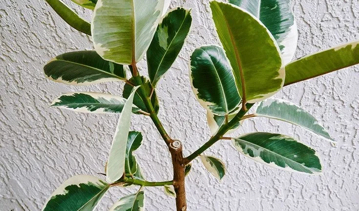 How to Revive a Rubber Tree Dropping Leaves
