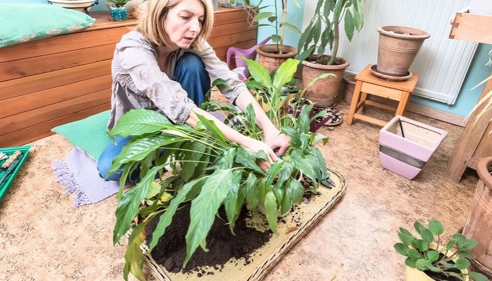 How To Prune A Peace Lily_ (When+Steps-By-Step Guide) » Simplify Plants