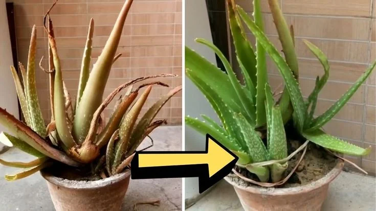 Watering Aloe Plants the Right Way