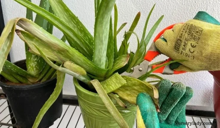 Common Mistakes to Avoid While Trimming Aloe Vera
