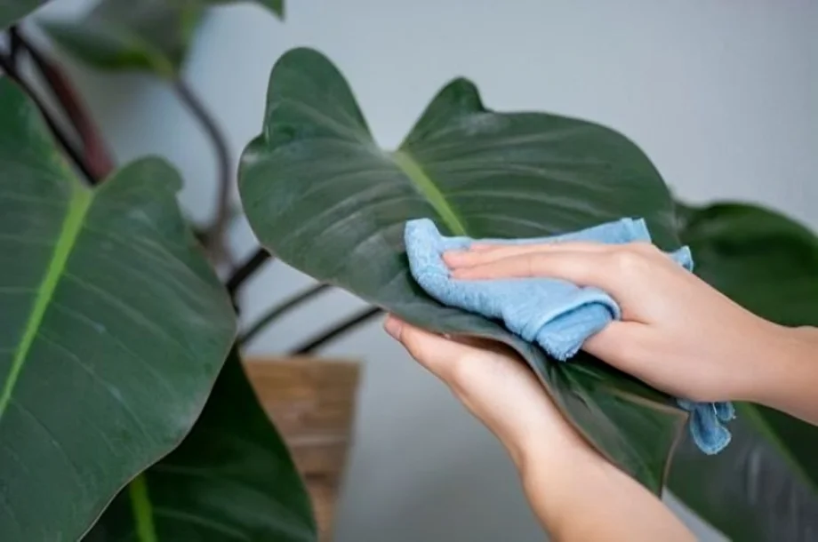 How to Get Rid of Scale Insects (1)