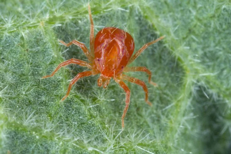 Treating Spider Mite Infestations