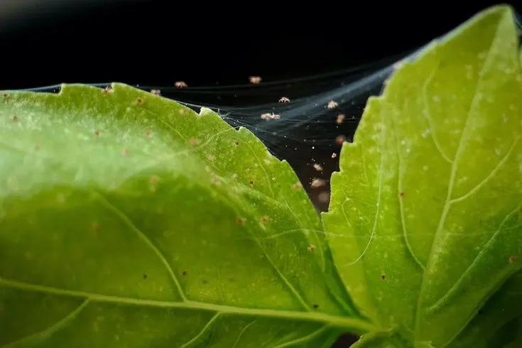 What Are Spider Mites?
