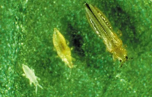 Chemical Thrips Treatment Options