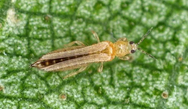 How Thrips Damage Plants