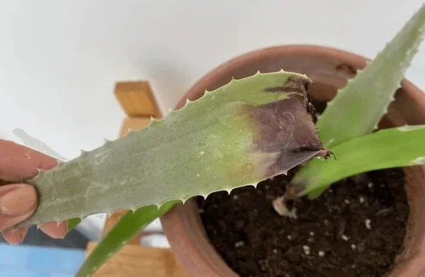 Aloe Plant Care in Different Seasons