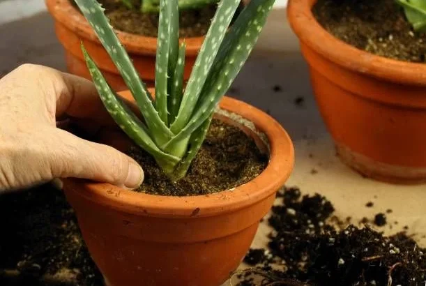 Fertilizing Aloe Plants