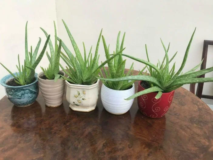 Choosing the Right Aloe Plant