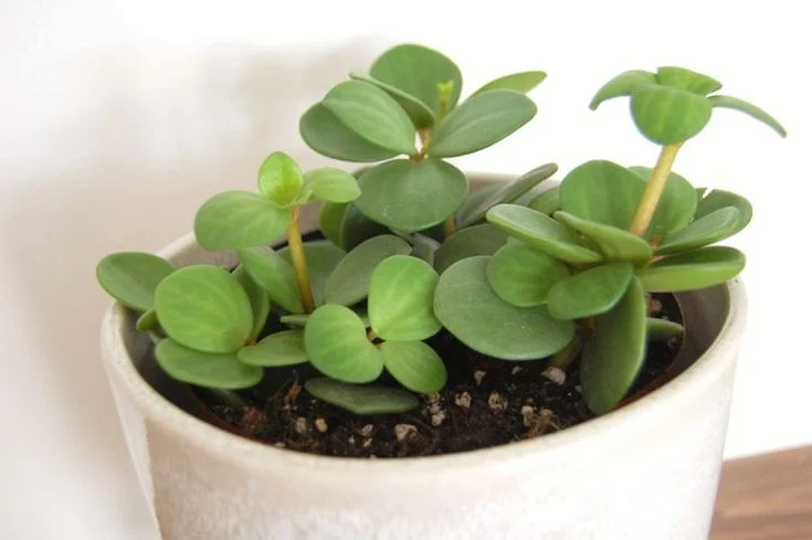 Peeacelily | 20 Common House Plants That Instantly Make Your Home Feel More Lush Peperomia