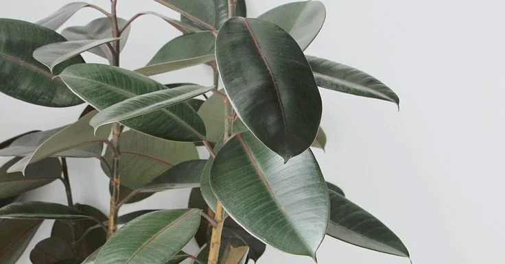 Overwatering and Leaf Drop in Rubber Plants