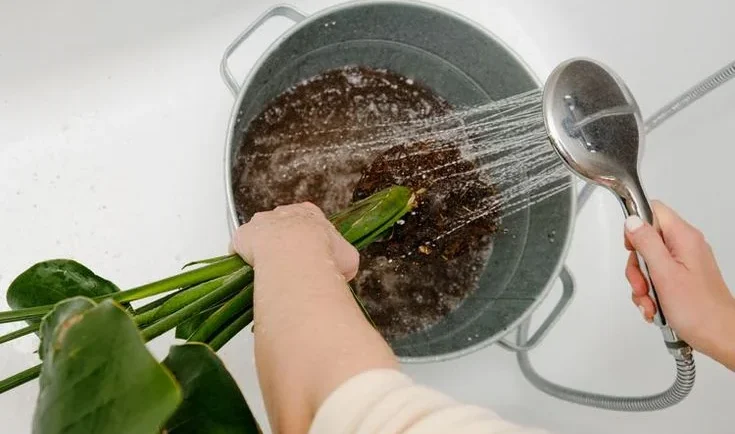 Preventing Small White Soil Bugs in the Future