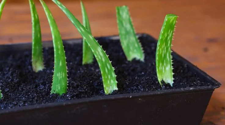 How to Care for Aloe Vera Plant in Home