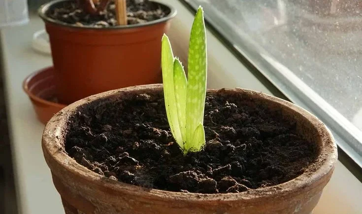 Aloe Vera Seed Propagation