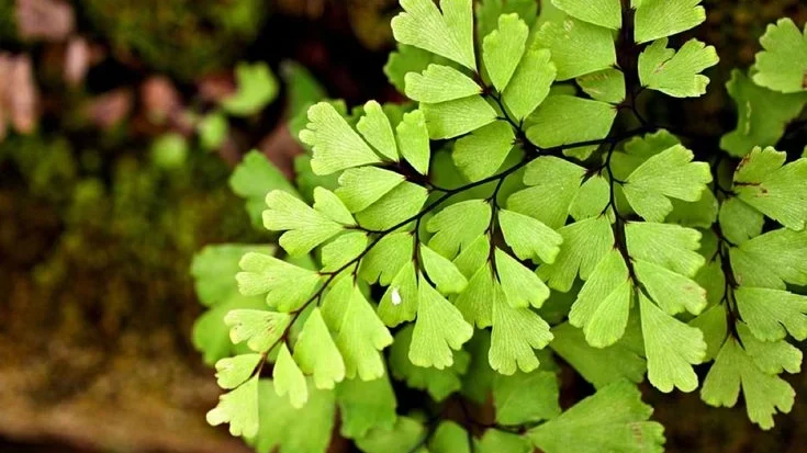 Pruning and Maintenance for Adiantum Fern Care