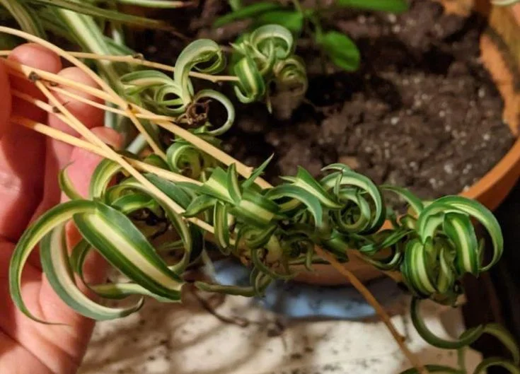 How Spider Plants Improve Indoor Air Quality