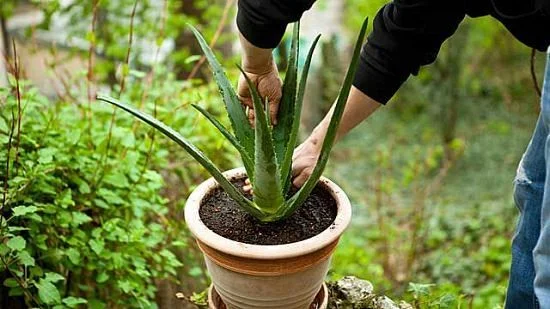 Soil Test: The Finger Method