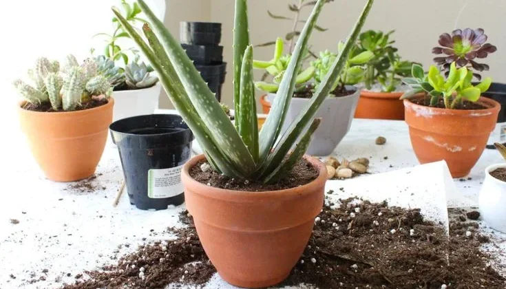 Repotting Aloe Vera Plant Inside
