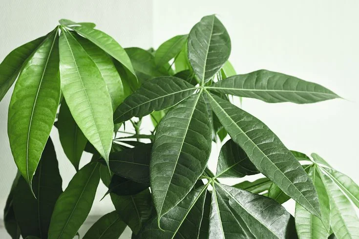 Seasonal Watering Guide