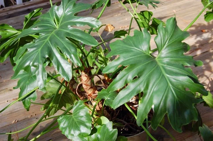 Outdoor Care for Philodendron Selloum
