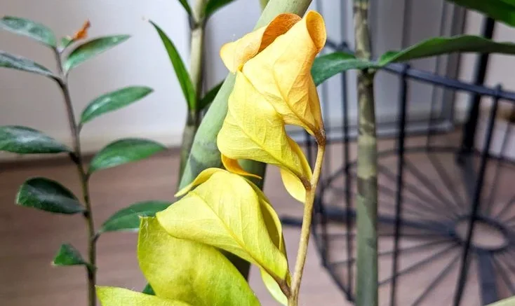 Overwatering Leading to ZZ Plant Leaves Turning Yellow