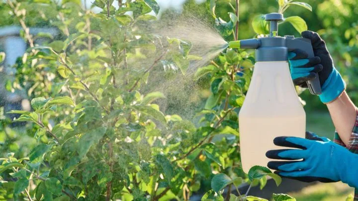 Using Horticultural Oils to Treat Plant Scale