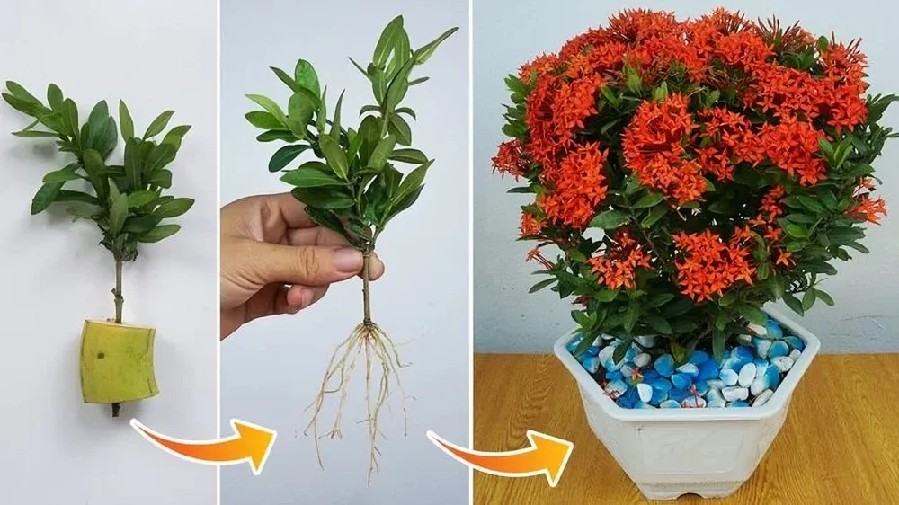 Tips to Maximize Fertilizer Benefits