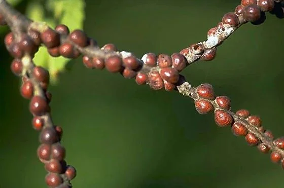 What Are Scale Insects on Plants?