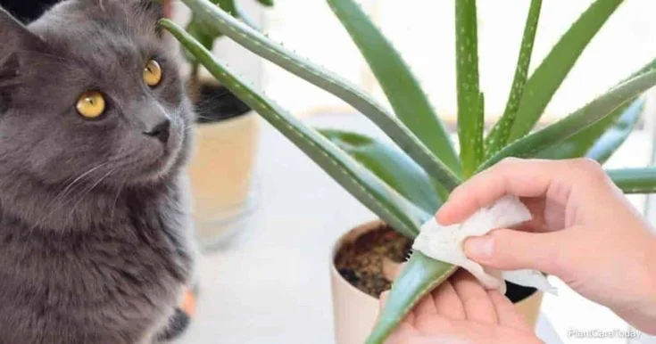 What to Do If Your Cat Eats Aloe Vera