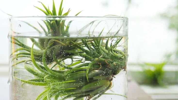 Watering Tillandsia Air Plants Properly