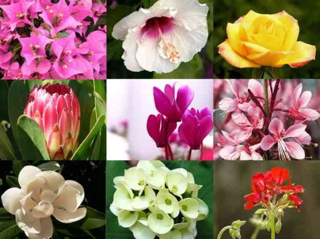 Colorful Perennial Flowers