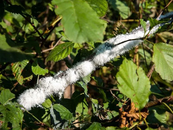 Best Plants at Risk of Scale Infestation