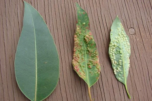 Eucalyptus in Pots: Special Fertilization Tips