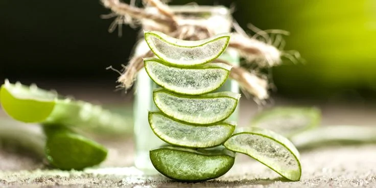 Nutritional Benefits of Aloe Vera Gel