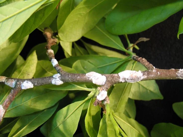 Long-Term Garden Management