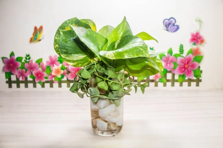 Seasonal Watering Guidelines