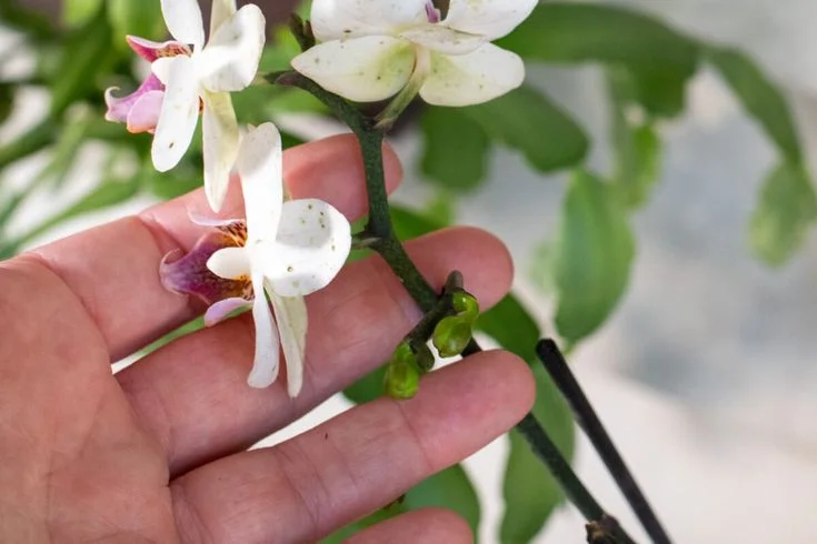 Why Are Flowers Falling Off Orchid Plant?