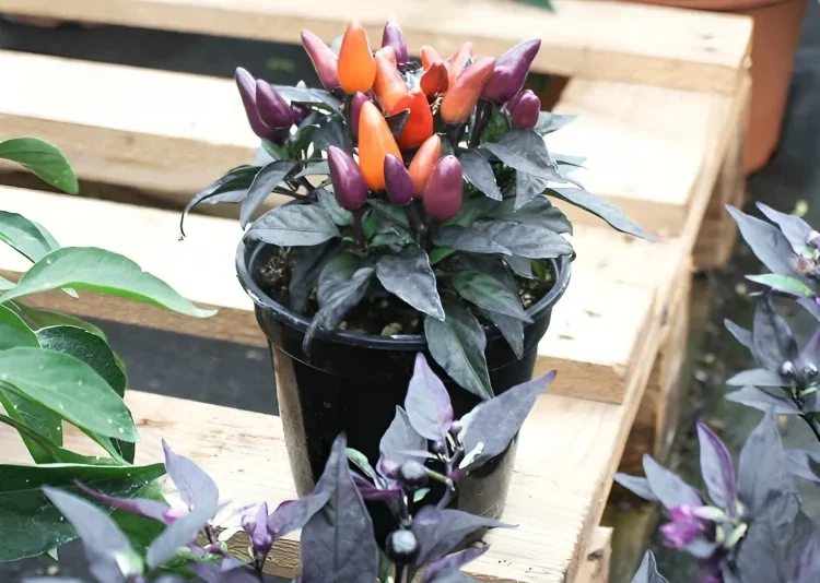 The Leaves and Stems of Decorative Pepper Plants: Unsafe to Eat