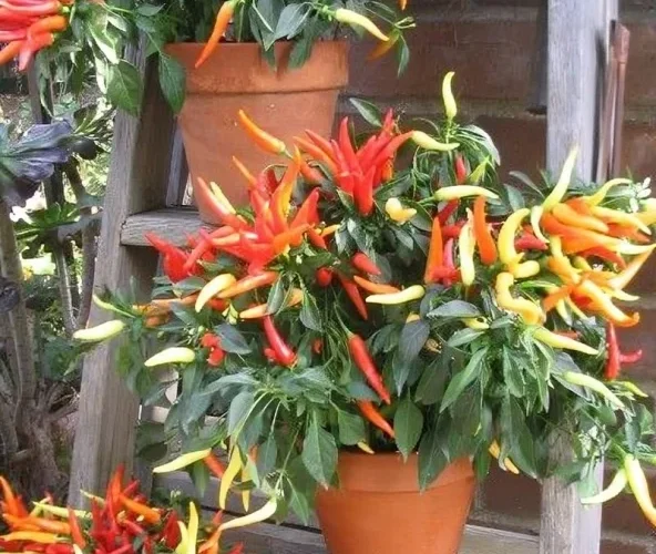 Safety Considerations Before Eating